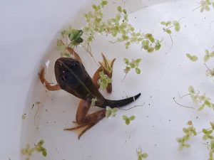 A tadpole that has begun to turn into a frog.